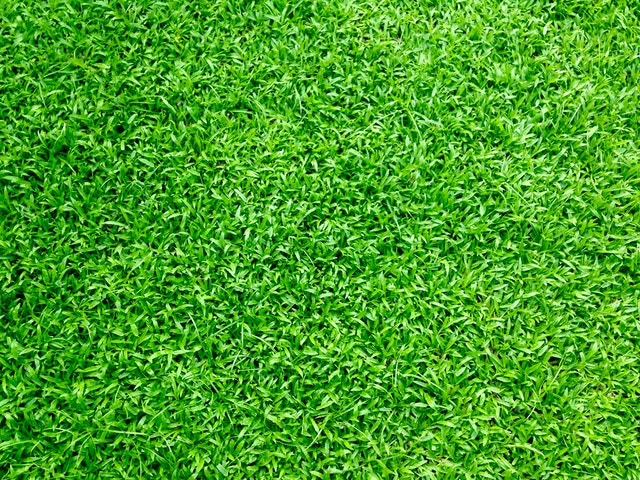 This is a picture of artificial turf in Elk Grove.