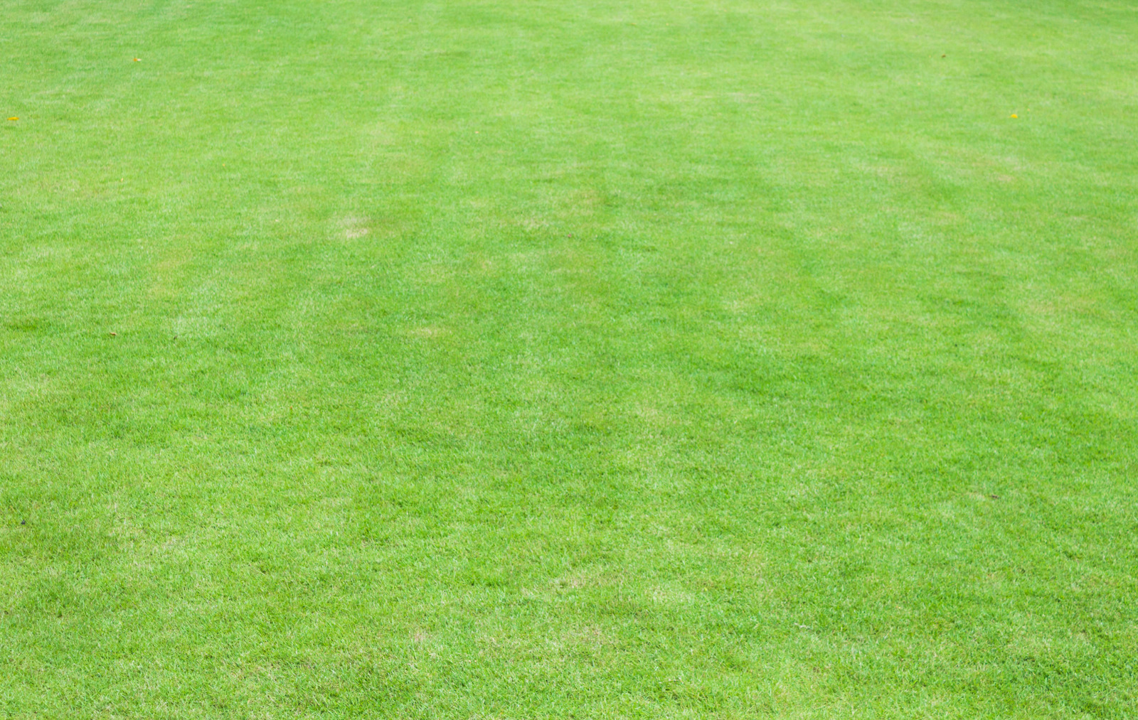 An image of artificial turf in California.